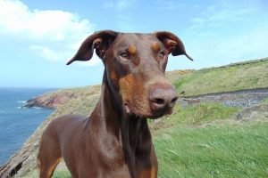 red-rust-color-doberman