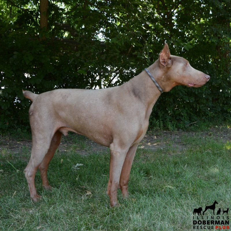 Blue or Grey Doberman Both are Exotic and Rare