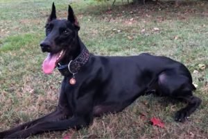 Black Doberman