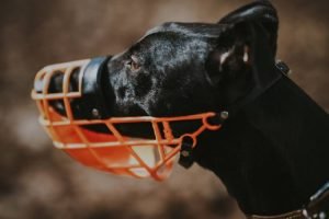 Do Dobermans Need a Muzzle