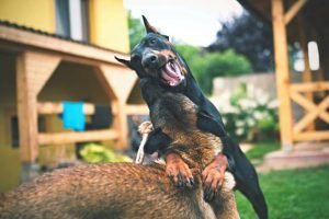 Doberman Puppy to Stop Biting