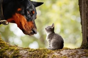 Doberman With Cat