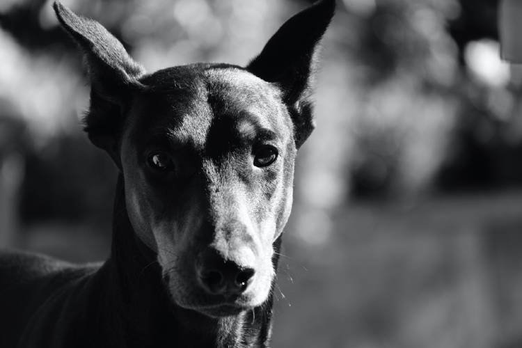 Guide for Doberman DNA Health Testing