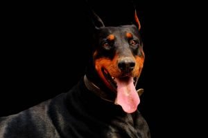 Doberman Exercise