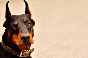 Doberman Head Tremors